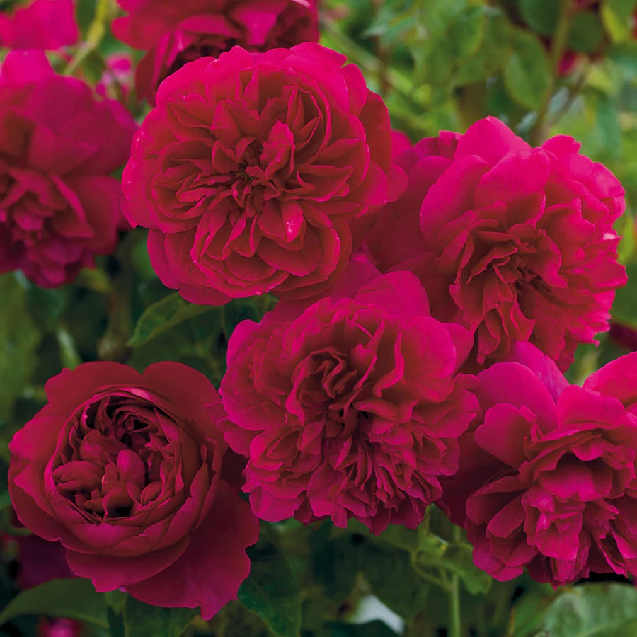 Thomas À Becket - David Austin Rose