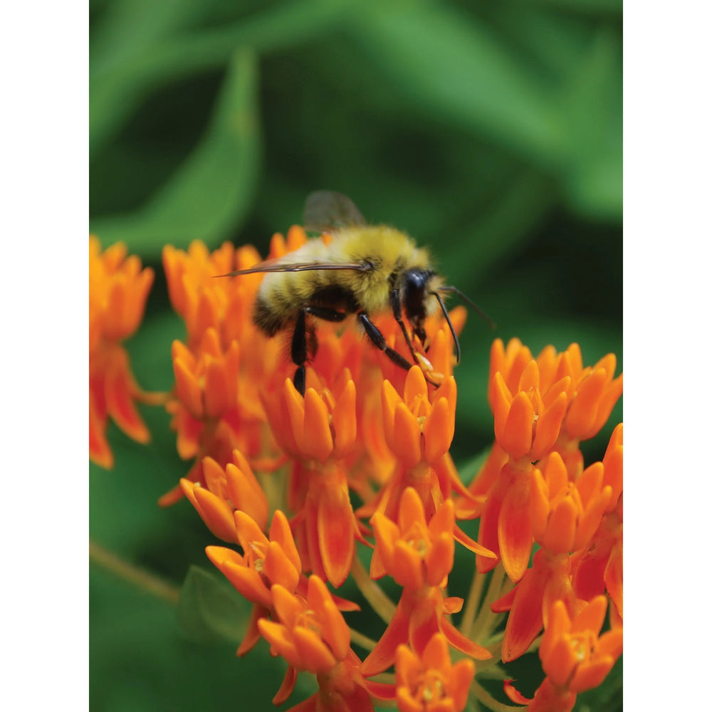 burpee bee and butterfly garden seeds Butterfly Weed