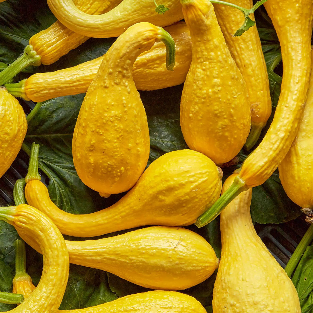 Squash Early Summer Crookneck - Burpee Seeds