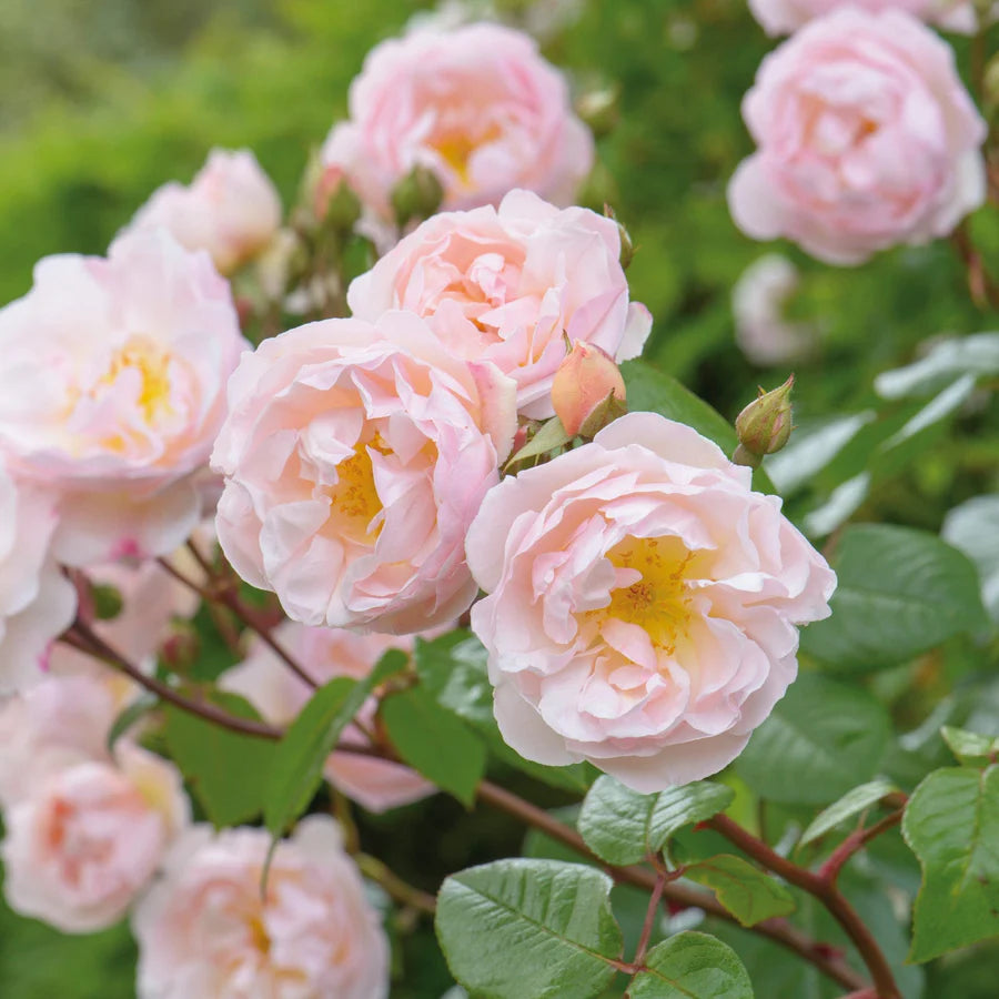 The Lady of the Lake - David Austin Rose
