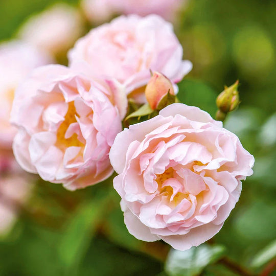 The Lady of the Lake - David Austin Rose