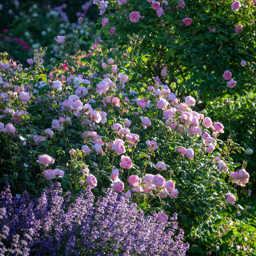 Scepter'd Isle - David Austin Rose