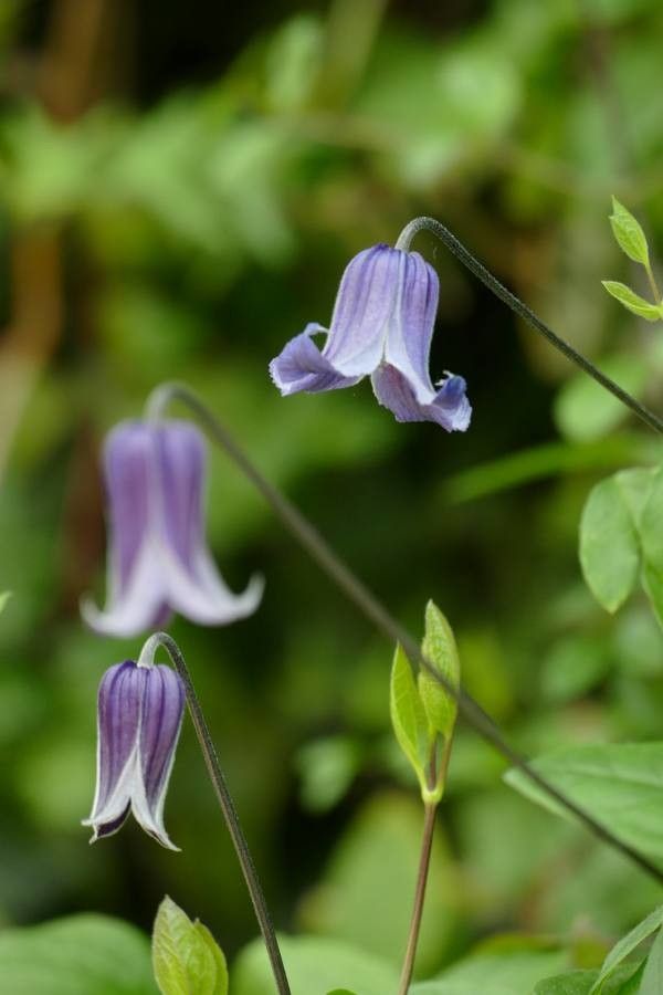 Clematis Crispa