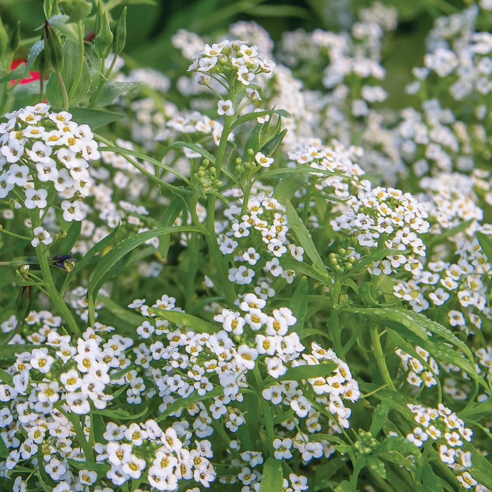 Alyssum Carpet of Snow - Burpee Seeds