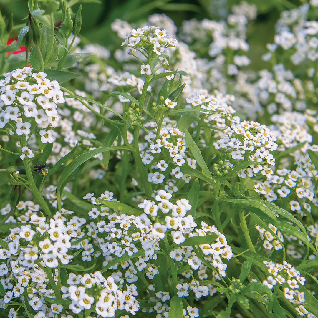 Alyssum Carpet of Snow - Burpee Seeds
