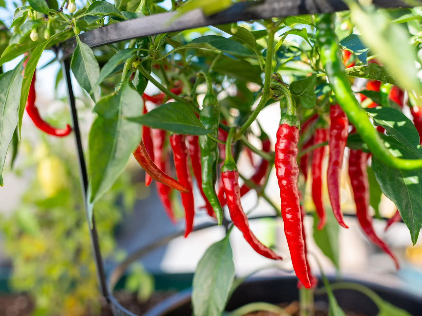 Pepper Cayenne Red Hot - Pacific Northwest Seeds