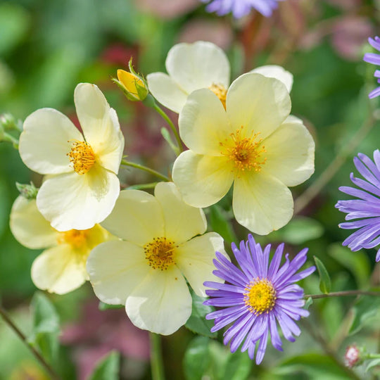 Tottering By Gently - David Austin Rose
