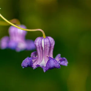 Clematis Crispa