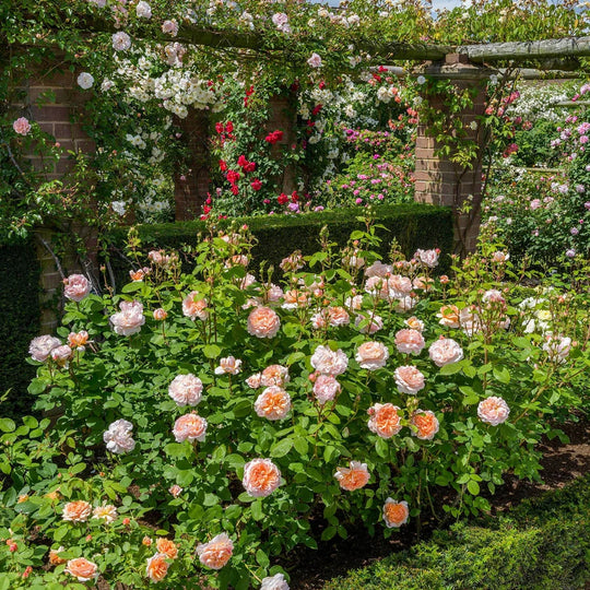 The Lady Gardener - David Austin Rose