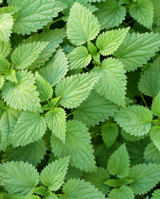 Stinging Nettle - West Coast Seeds