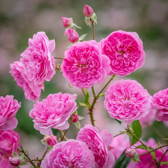 Harlow Carr - David Austin Rose