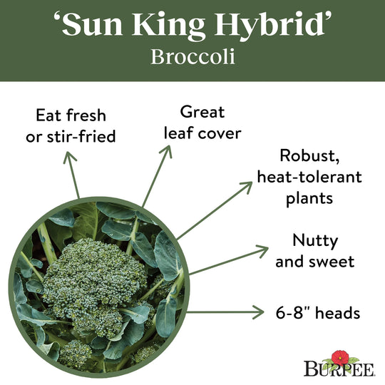 Broccoli Sun King Hybrid - Burpee Seeds