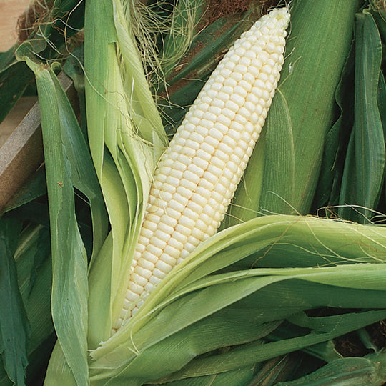 Sweet Corn Burpee's Triple Crown White Hybrid - Burpee Seeds