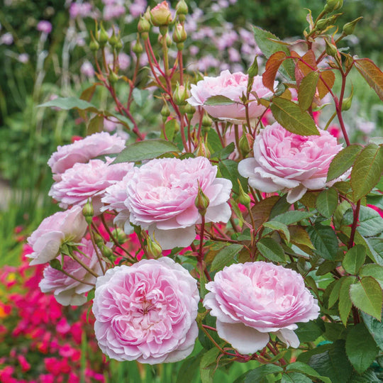 Silas Marner - David Austin Rose