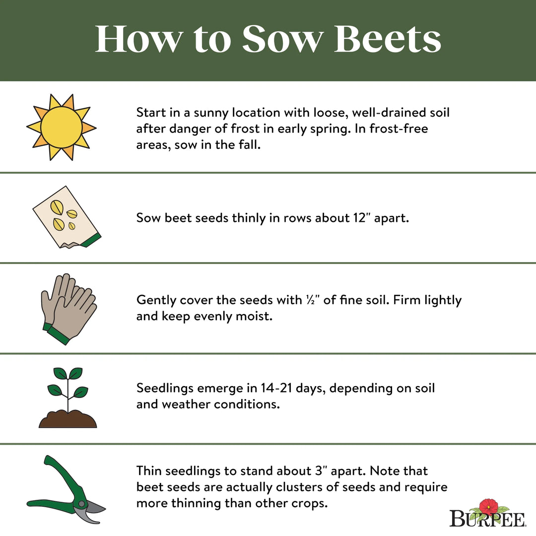 Organic Beet Early Wonder -  Burpee Seeds