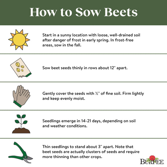 Organic Beet Early Wonder -  Burpee Seeds