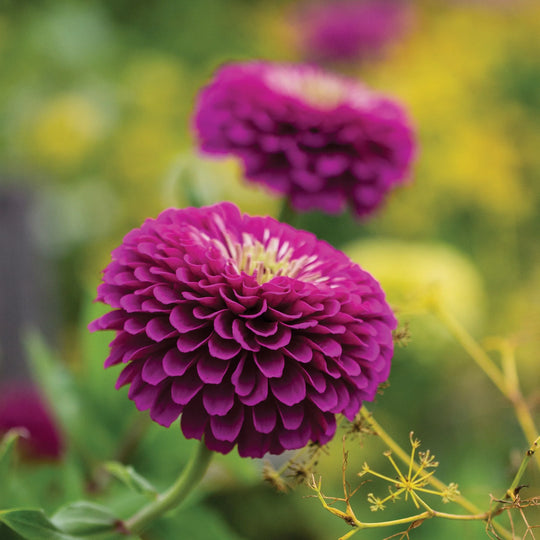 Zinnia Purple Prince - Burpee Seeds