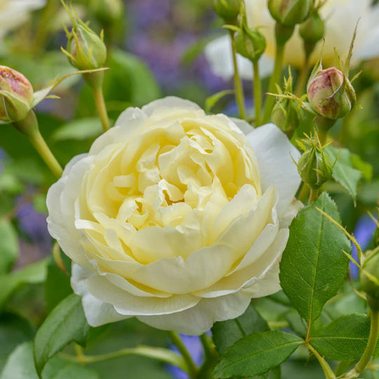 Vanessa Bell - David Austin Rose