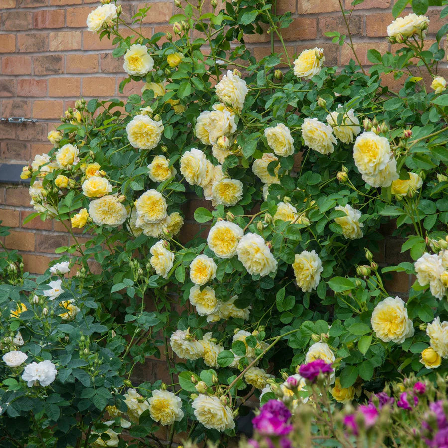 The Pilgrim - David Austin Rose