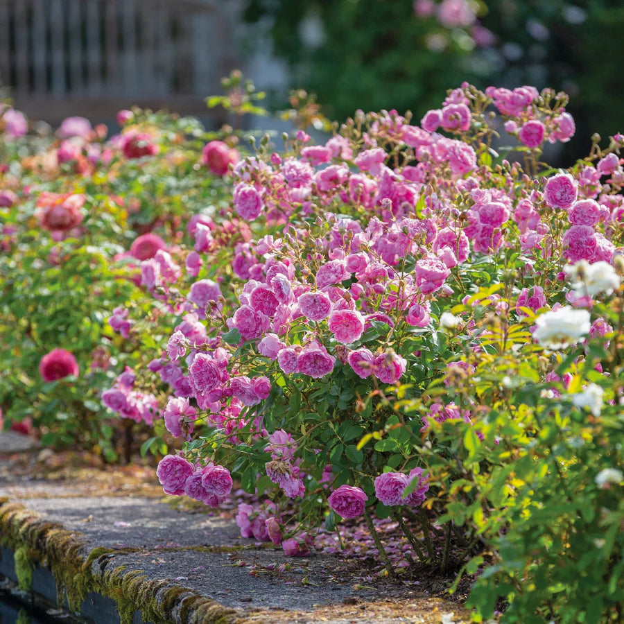 Harlow Carr - David Austin Rose