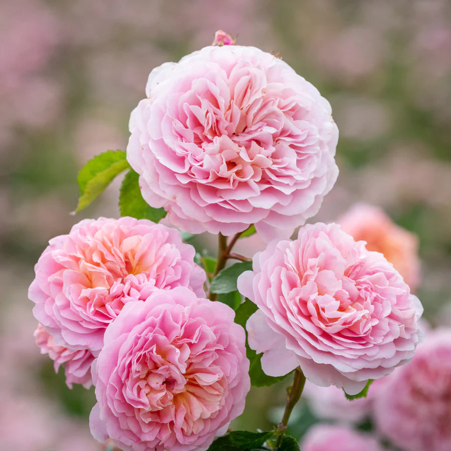 Eustacia Vye - David Austin Rose