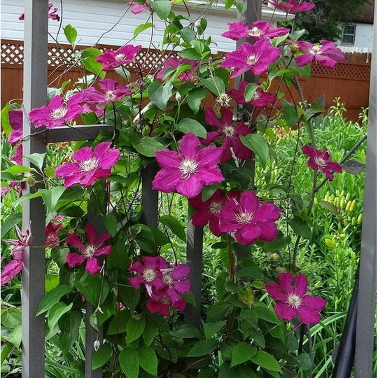 Clematis Kardinal Wyszynski