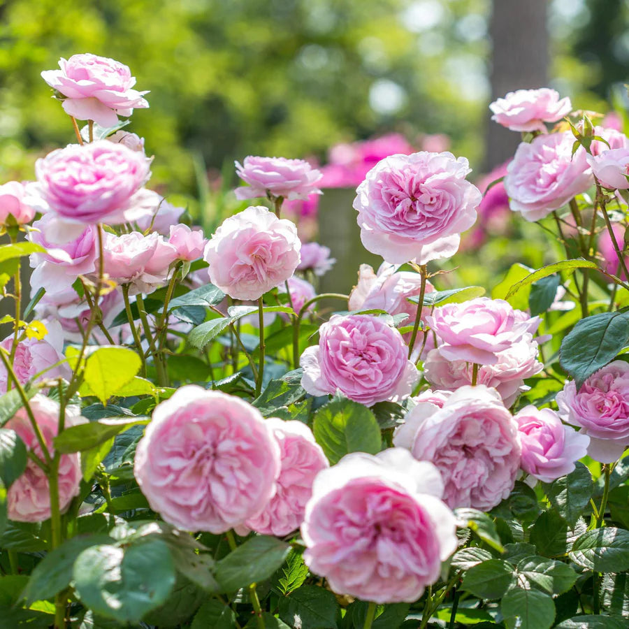 Olivia Rose Austin - David Austin Rose