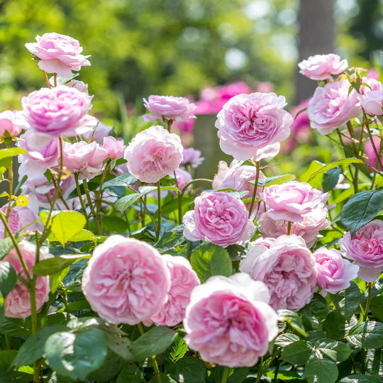 Olivia Rose Austin - David Austin Rose