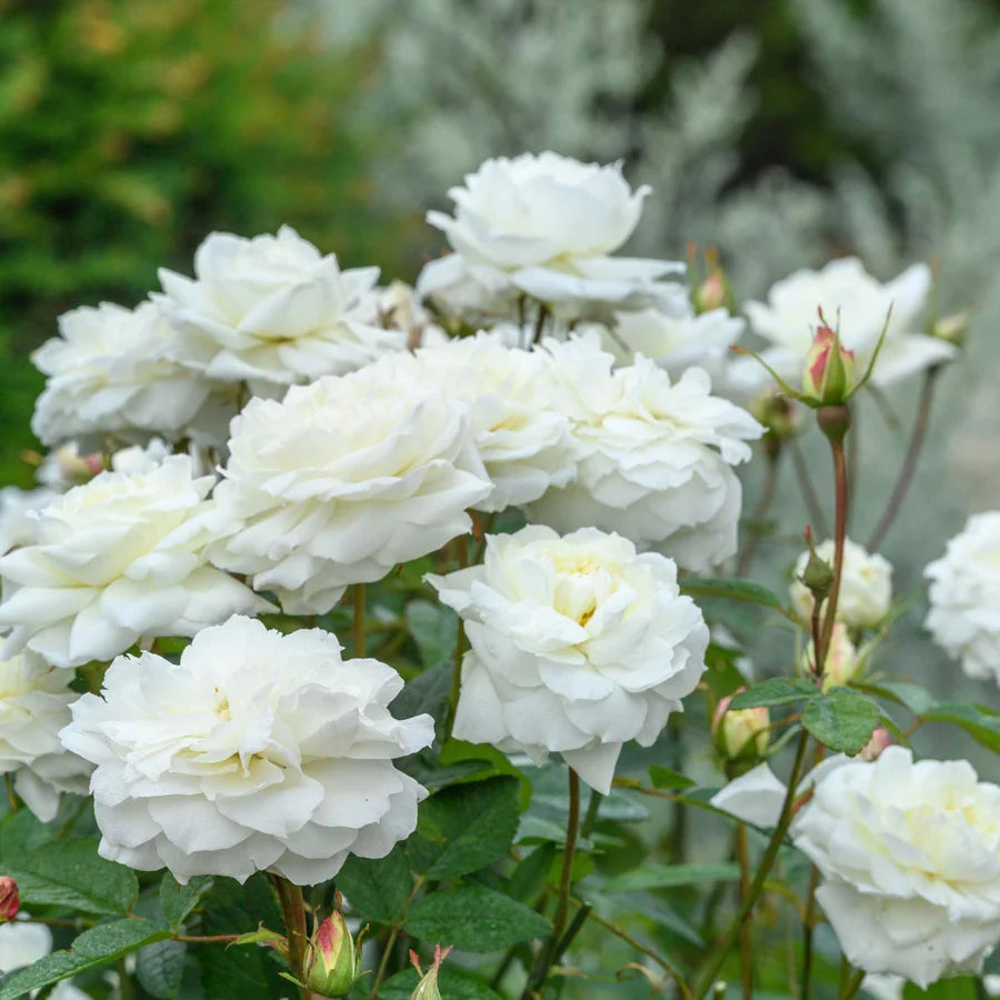 Susan Williams-Ellis - David Austin Rose