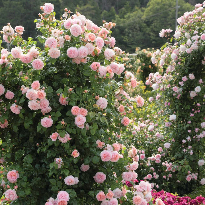 Strawberry Hill - David Austin Rose