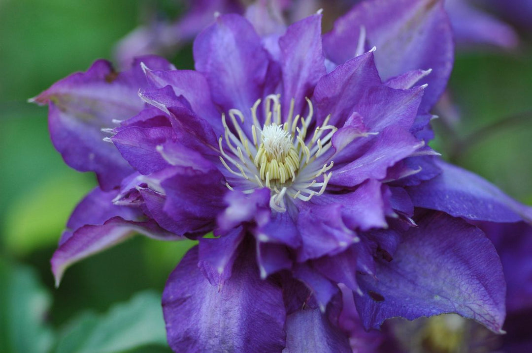 Clematis Royalty