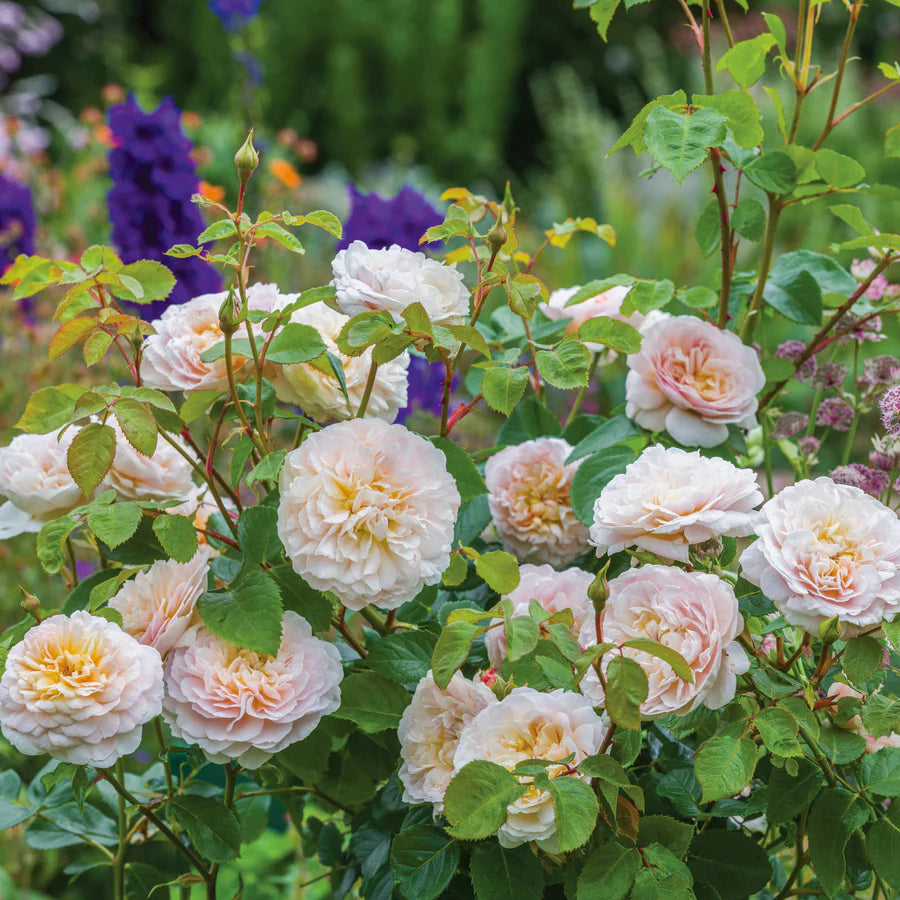 Emily Bronte - David Austin Rose