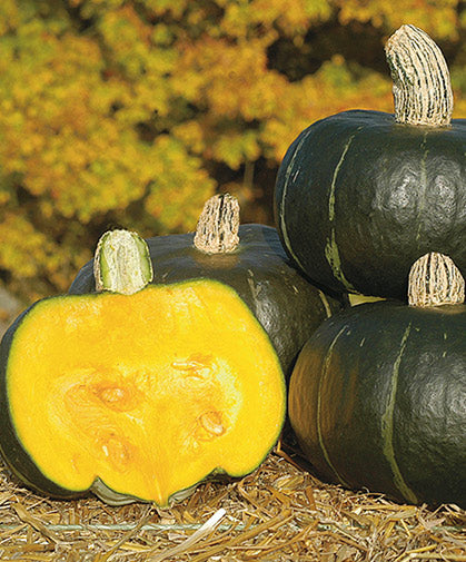 Squash Buttercup - Pacific Northwest Seeds