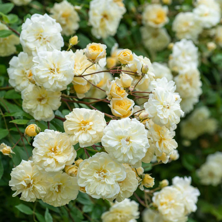 Malvern Hills - David Austin Rose