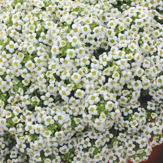 Alyssum Carpet of Snow - Burpee Seeds