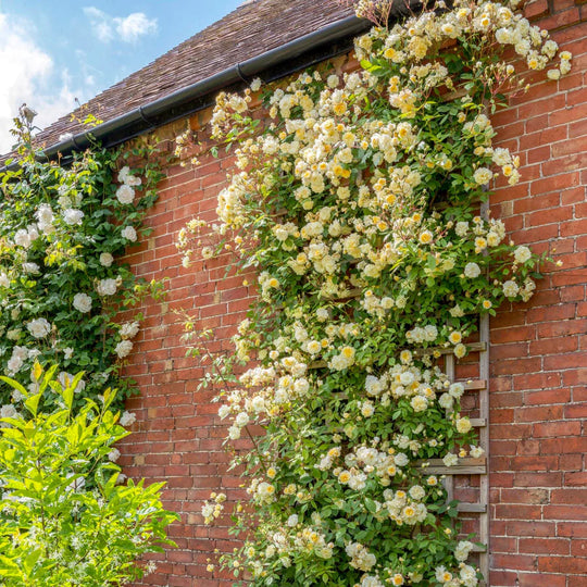 Malvern Hills - David Austin Rose