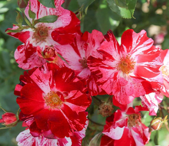 Fourth of July - Star Roses and Plants