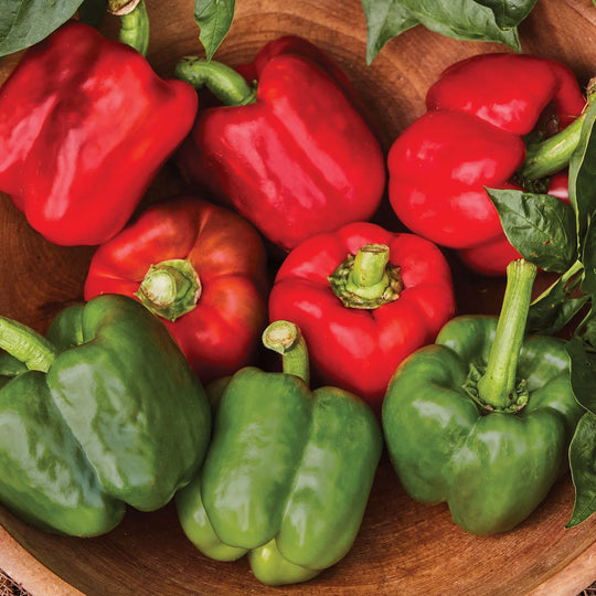 Organic Pepper California Wonder - Burpee Seeds