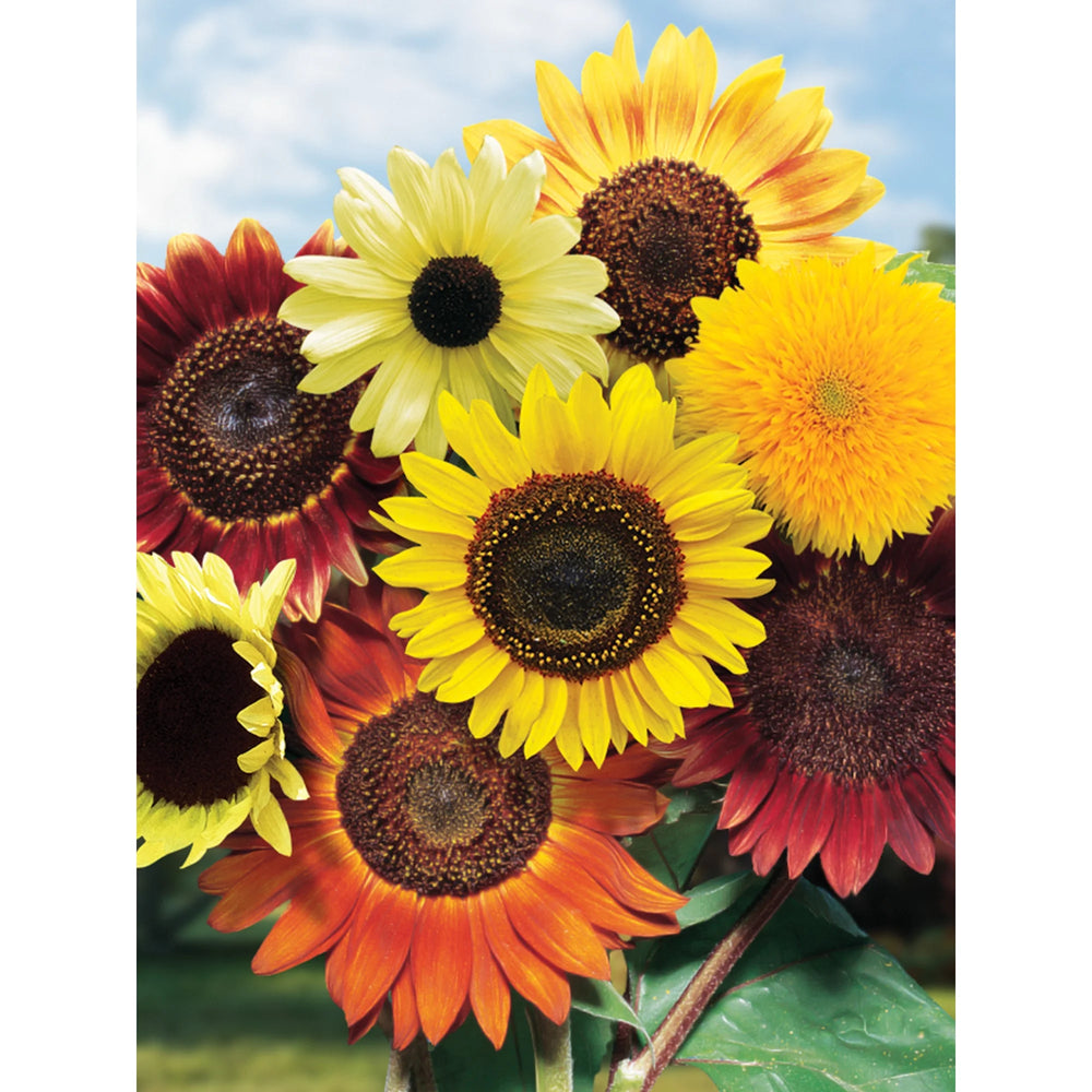 Sunflower Fun 'N Sun - Burpee Seeds