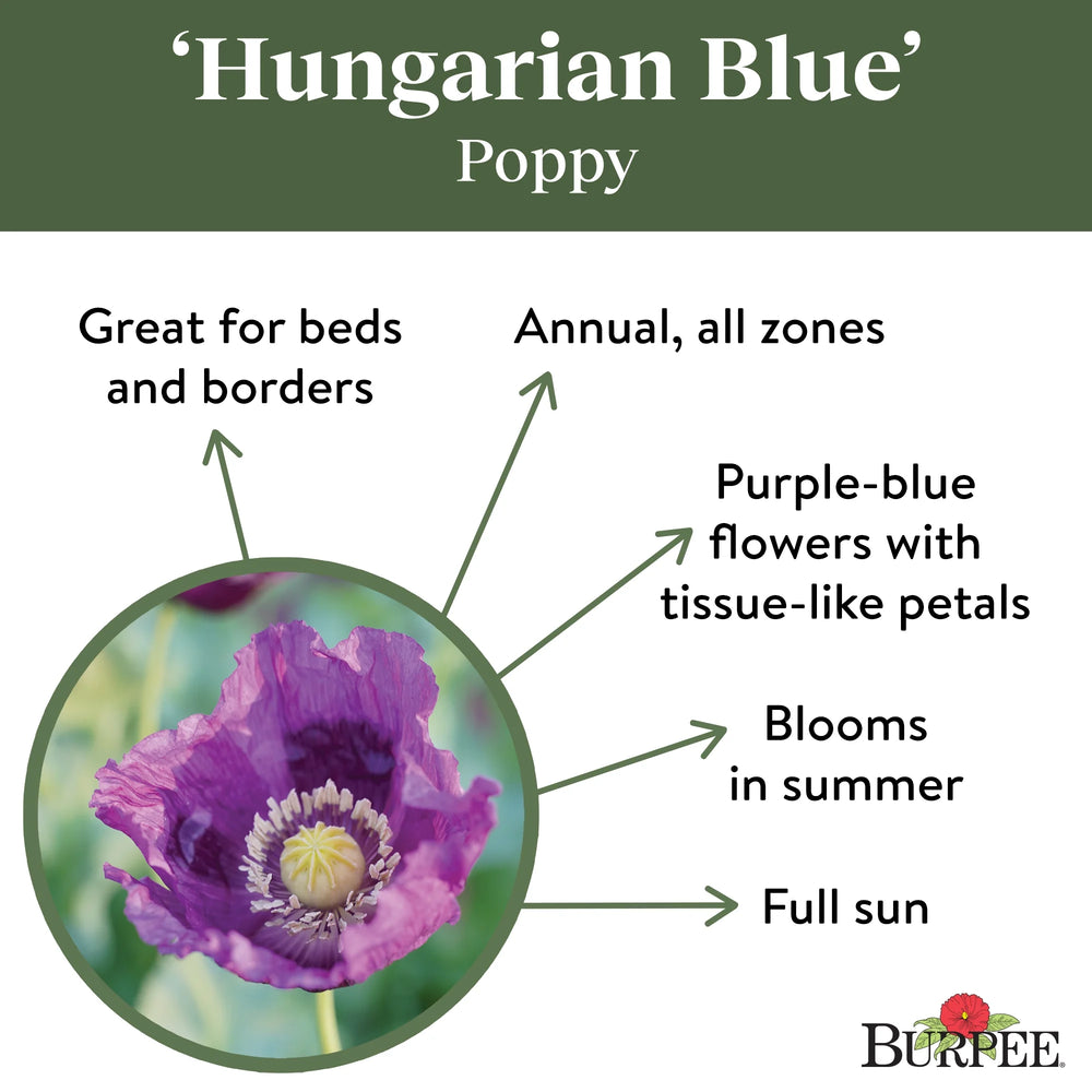 Poppy Hungarian Blue - Burpee Seeds