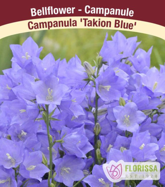 Campanula - Takion Blue, 1 Pack