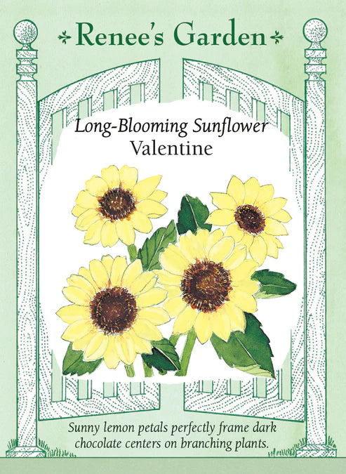 Sunflower Valentine - Renee's Garden