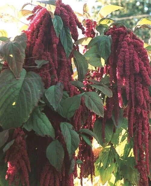 Amaranthus Love-Lies-Bleeding - Ontario Seed Company