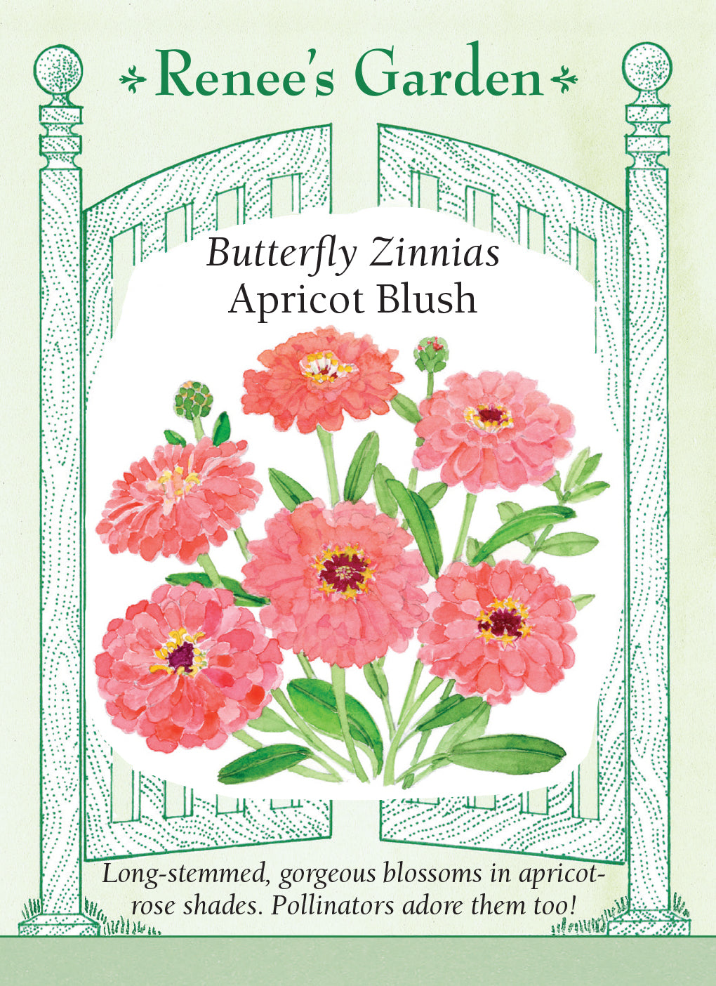 Zinnia Apricot Blush - Renee's Garden