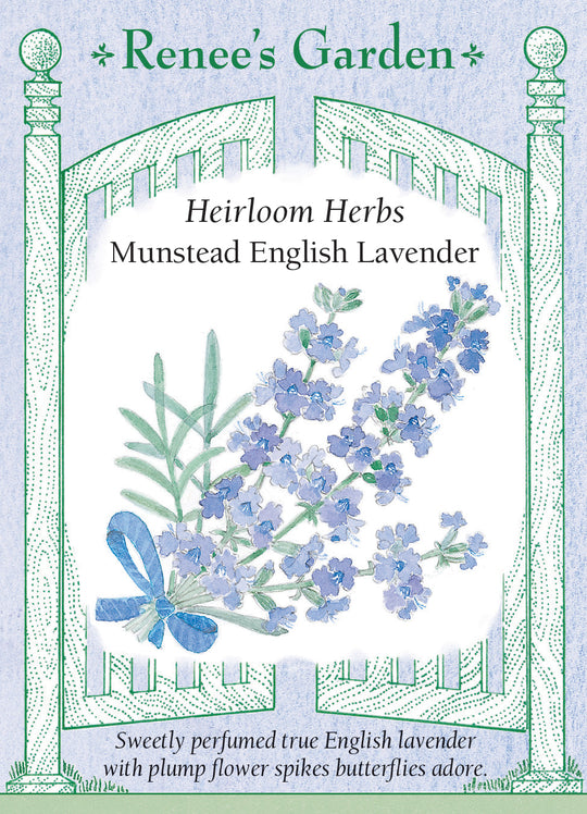 Lavender Munstead English - Renee's Garden