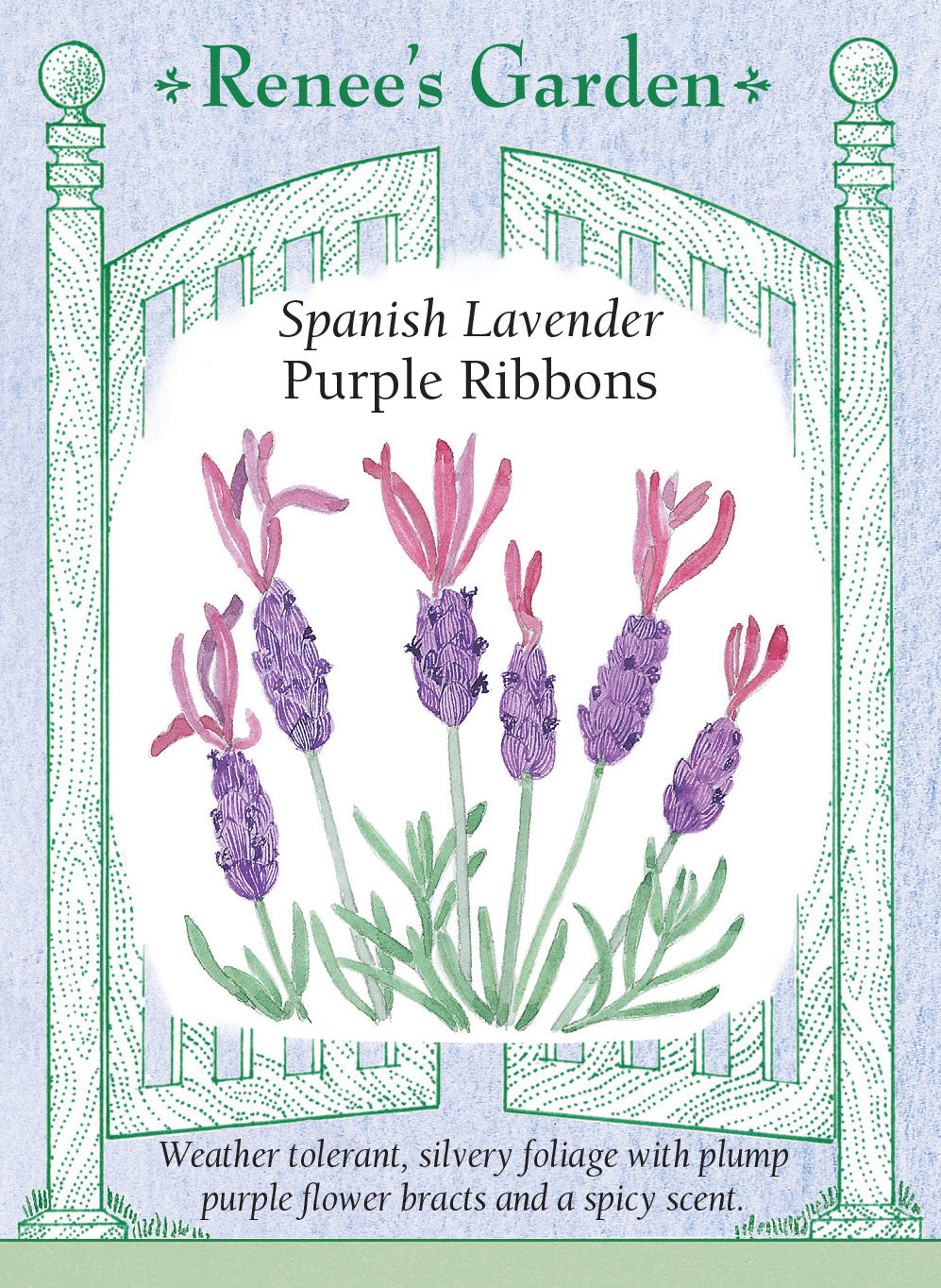 Lavender Purple Ribbons - Renee's Garden