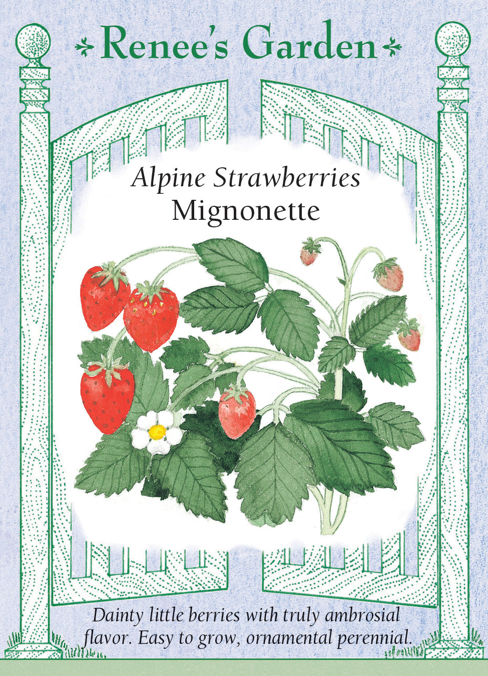 Strawberry Mignonette - Renee's Garden