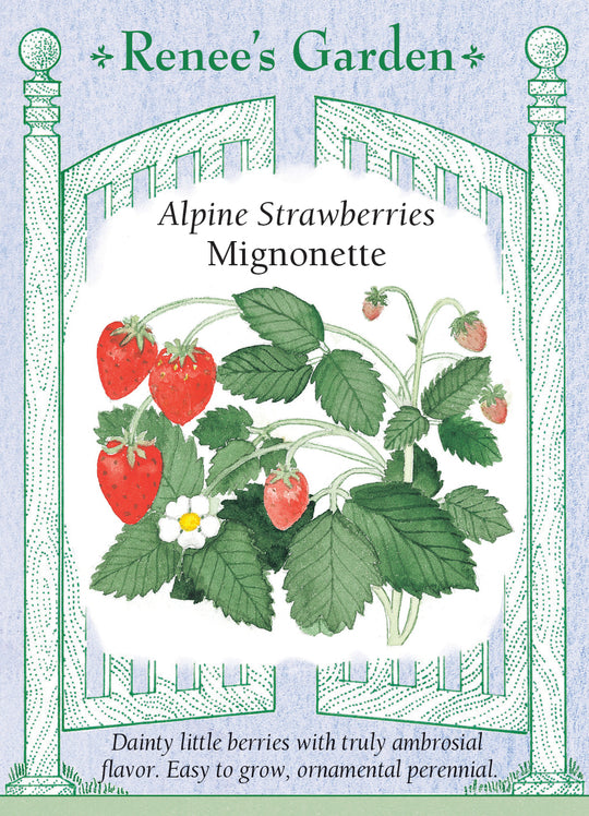 Strawberry Mignonette - Renee's Garden