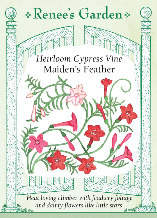 Cypress Vine Maiden Feather - Renee's Garden