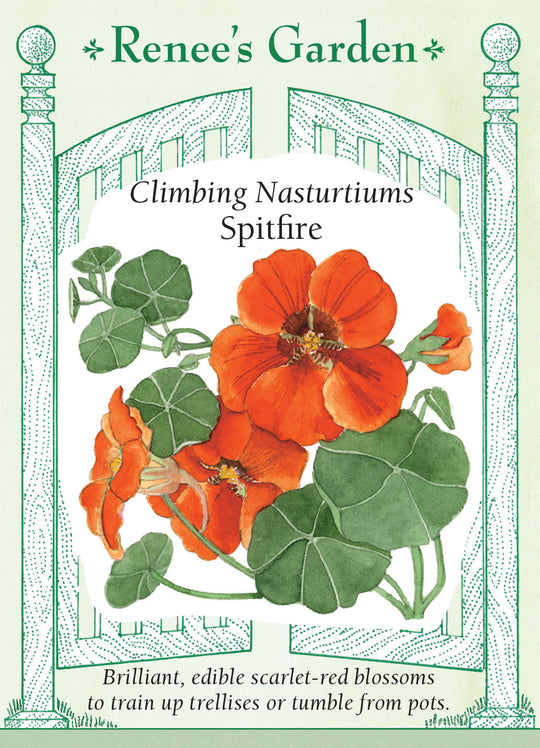 Nasturtium Spitfire - Renee's Garden
